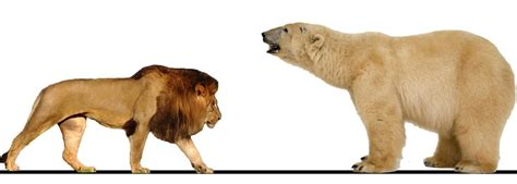 Grizzly Bear Vs Lion Size