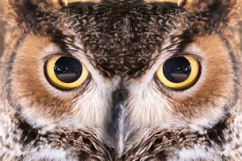 Owl eye stock photo. Image of wild, portrait, wildlife - 5618602