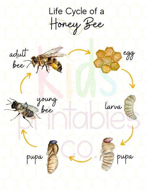 Honey Bee Life Cycle Watercolour Images - Etsy Canada