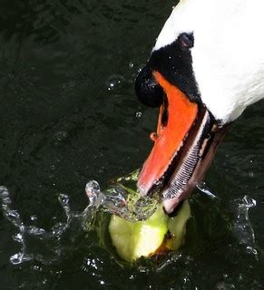 an apple a day ...... | Mute swan nibbling an apple | Flickr