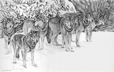 Wolfpack Drawing by Craig Carlson - Fine Art America