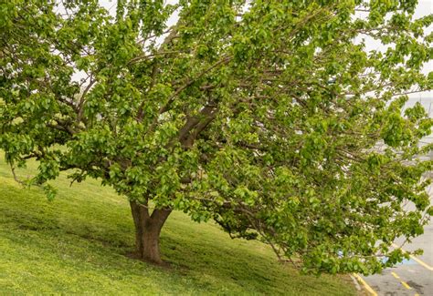 Mulberry Tree Identification » Top Tips