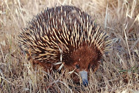 Short-beaked Echidna | Animals Wiki | Fandom