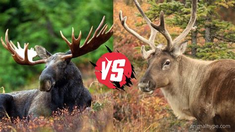 Moose vs Caribou - What is the difference? - Animal Hype