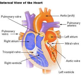 The Structure of the Mammalian Heart - Revision