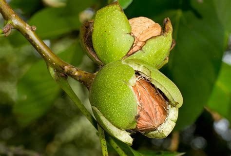 Pawnee Pecan Tree | Nut Trees | Ison's Nursery & Vineyard