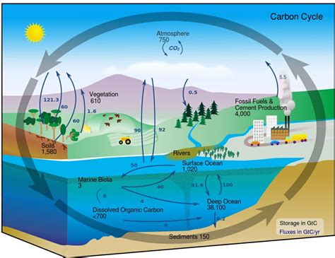 What Do Biogeochemical Cycles Connect? | Biology Dictionary