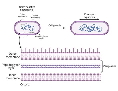 Understanding bacterial cell wall expansion offers new antibiotic targets - IndiaBioscience