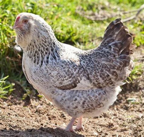 DAY OLD AMERAUCANA – EASTER EGGER CHICKS