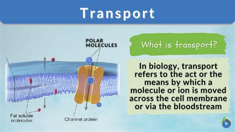 Transport - Definition and Examples - Biology Online Dictionary