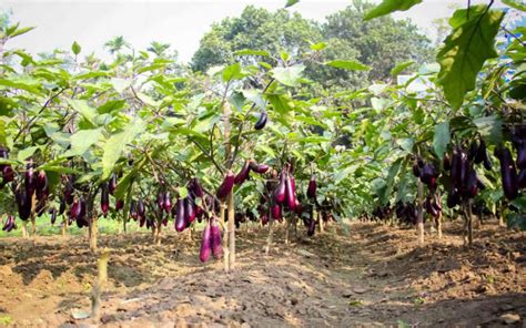 Photo Blog- Bt Brinjal in Bangladesh - Feed the Future Insect-Resistant ...