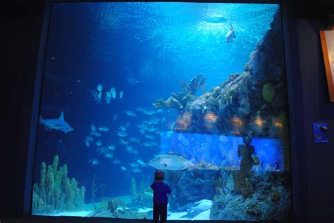 Omaha's Zoo and Aquarium | Omaha zoo, Aquarium fish, Shark habitat