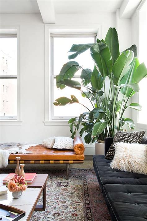 Decorating with Houseplants | RC Willey