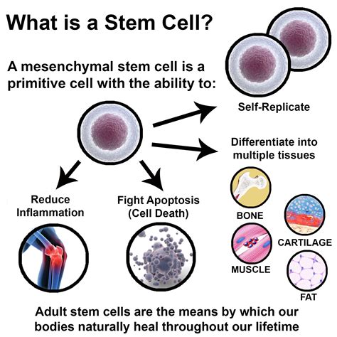 Stem Cell Procedures | Spine & Pain Institute of New England