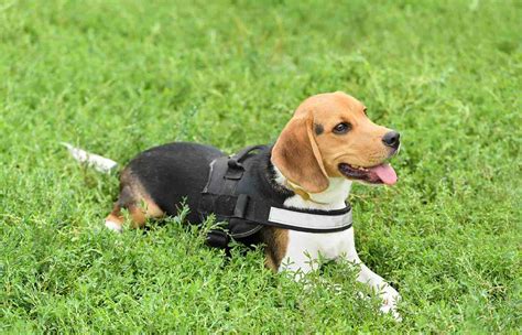 Top 8 Best Beagle Harnesses Available in 2024 | PetStruggles