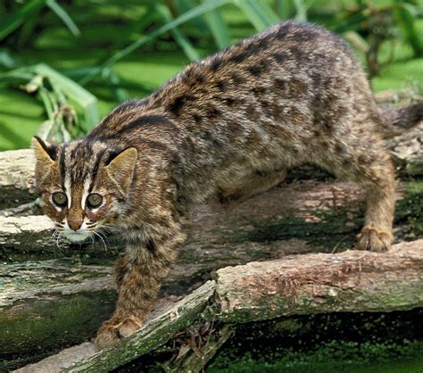 Leopard cat | Habitat & Facts | Britannica