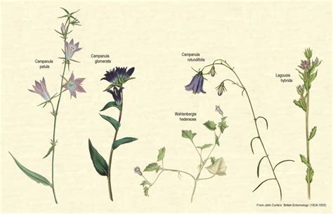 Campanulaceae - Alchetron, The Free Social Encyclopedia