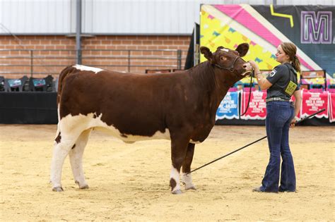 Maine-Anjou National Junior Show I Fullblood Heifers | The Pulse