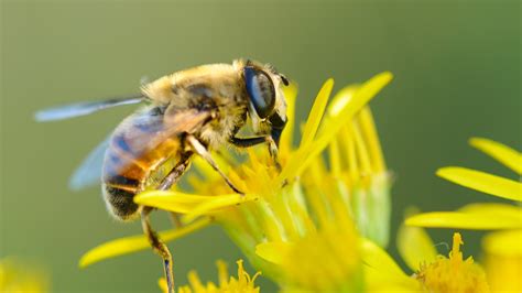 2560x1440 Resolution bee, flower, pollination 1440P Resolution ...