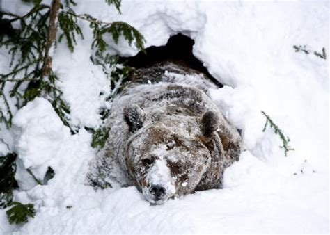 Do bears hibernate: Polar bear, black bear, grizzly bear sex and torpor.