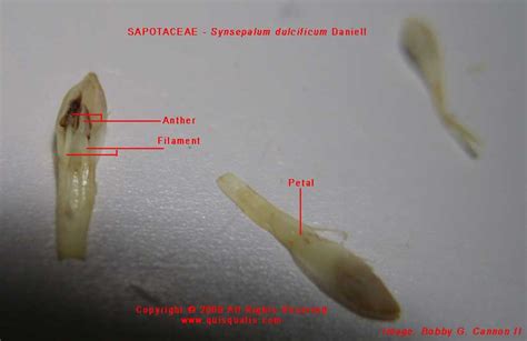 Synsepalum dulcificum Close up and personal