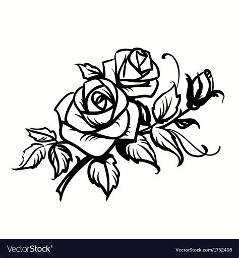 Roses. Black outline drawing on white background. Download a Free Preview or High Quality Adobe ...