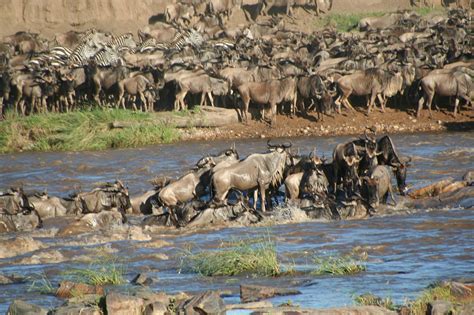 Following the Wildebeest: Guest Post by Sy Montgomery – Mackin Community