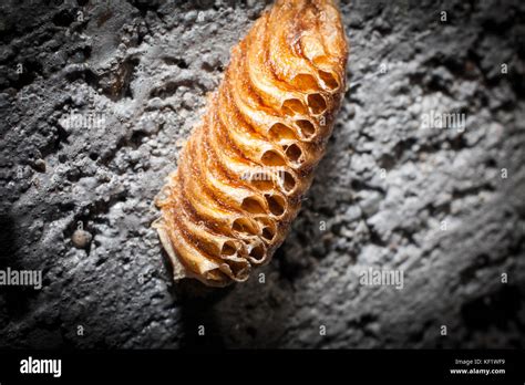 Praying Mantis egg case Stock Photo - Alamy