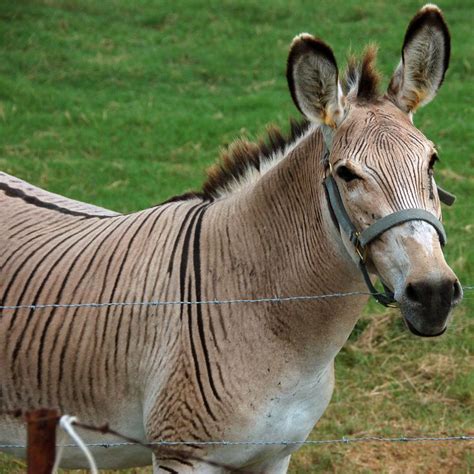 zonkey | º• Hybrid Animals •º | Pinterest