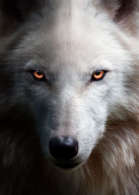 'angry wolf face red eyes ' Poster, picture, metal print, paint by mk studio | Displate