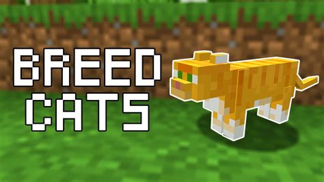 How to Breed Cats in Minecraft (All Versions) - YouTube