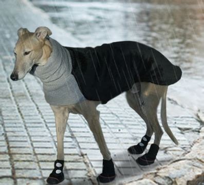 Waterproof Dog Rain Boots for Water & Mud Protection | Allldogboots.com