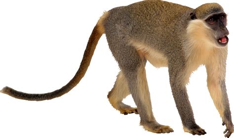 Download Monkey Png Transparent - Monkey - Full Size PNG Image - PNGkit