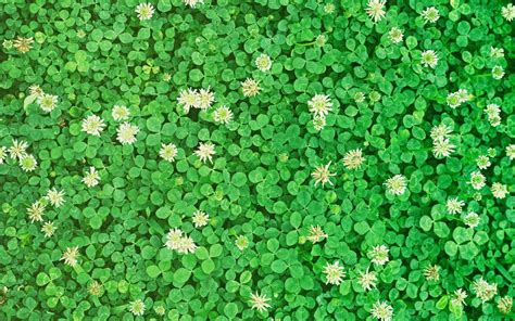 Would a Clover Lawn Work in Texas?