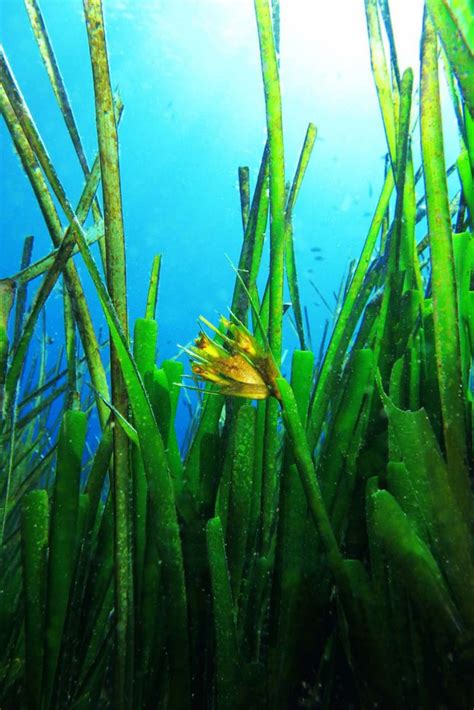 Le praterie di Posidonia oceanica: una risorsa per l'Elba e il Mediterraneo - I Love Elba!