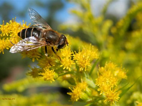 Flower Fly Free Stock Photo - Public Domain Pictures