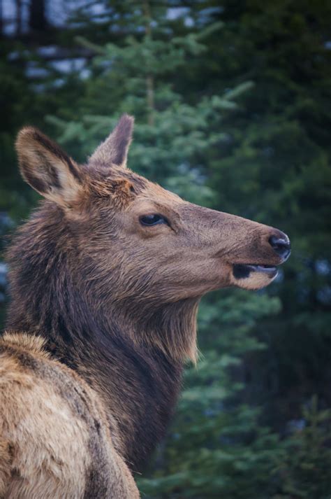 Photos from our Wildlife Tour of Jasper National Park Alberta