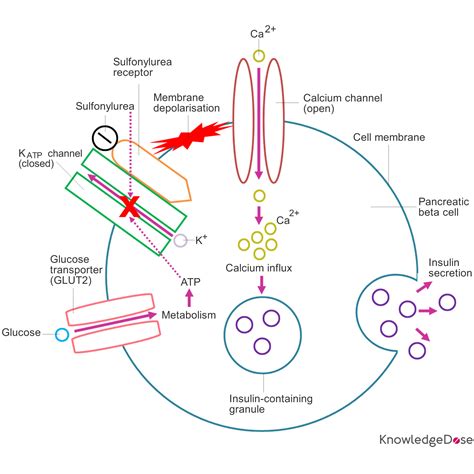 Sulfonylureas Mechanism Of Action - cloudshareinfo