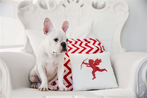 pet photography props - Google Search | Valentines day dog, Animal valentine, Pet photography props