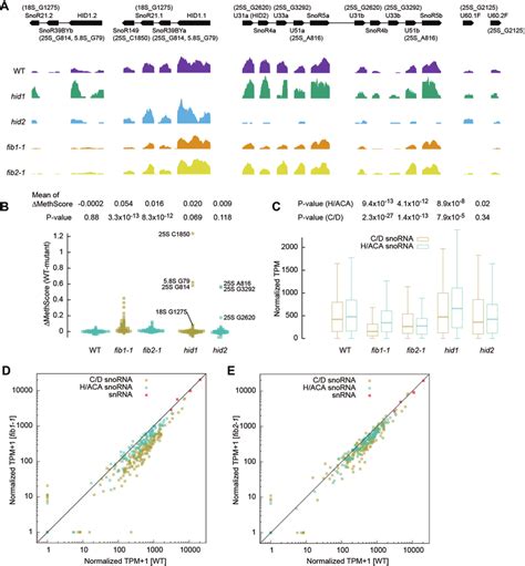 rRNA 2 -O-methylation in snoRNA and FIB mutants. (A) Read coverage ...