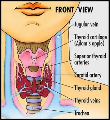 Thyroid Medicine Side Effects | Side Effect of