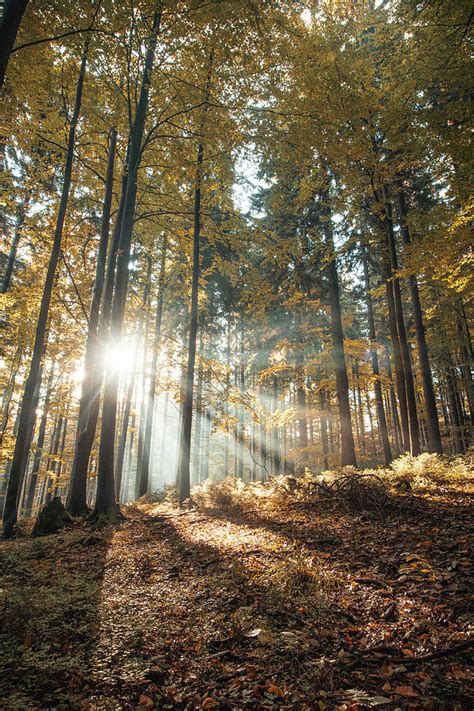 Magical foggy morning in the forest Photograph by Vaclav Sonnek - Fine ...