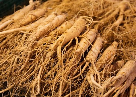 Asian ginseng | herb | Britannica