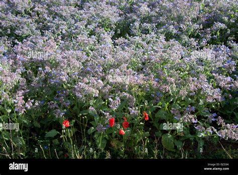 Linseed OIL ( Linum usitatissimum Stock Photo - Alamy