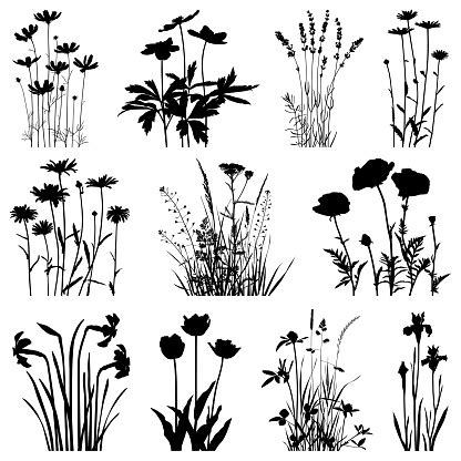 Plants Silhouettes Vector Images Stock Illustration - Download Image Now - iStock