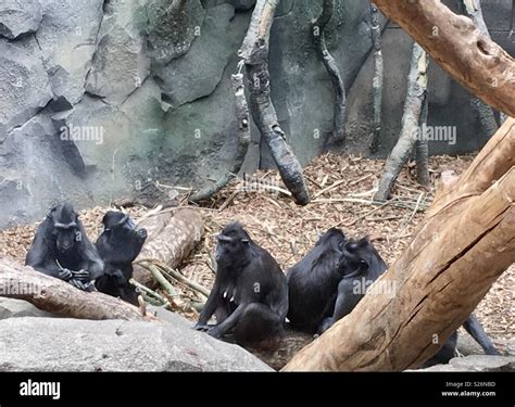 Monkeys Chester zoo Stock Photo - Alamy