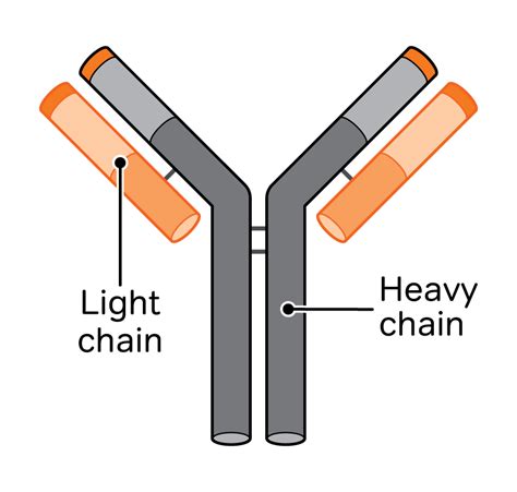 Ask the Nurse: Paraproteins and free light chains - Myeloma UK