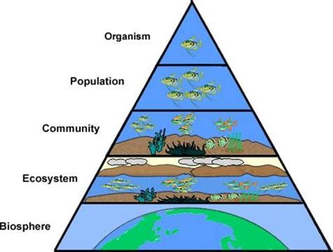 Introduction to Ecology Part 1 Flashcards | Quizlet