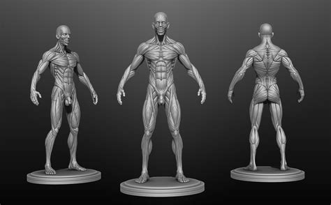 Male Muscle Anatomy 3D Model