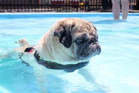 PUG SLOPE » Blog Archive » PUG POOL PARTY!